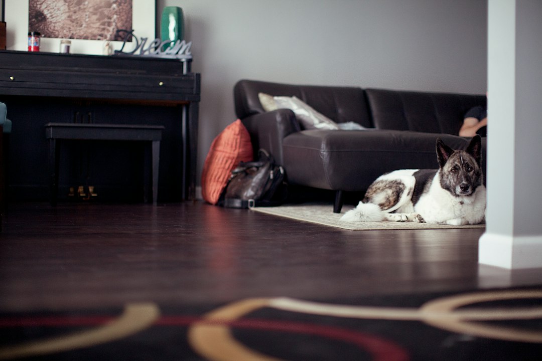A calm dog resting at home