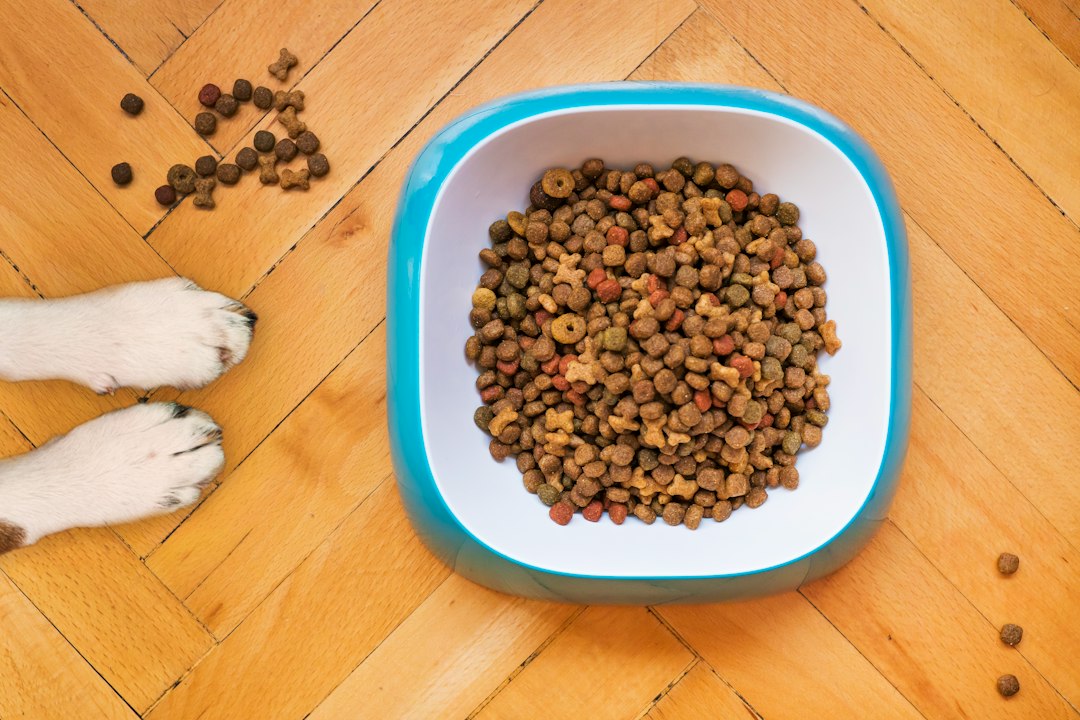 Dog kibble in a food bowl beside a dog's paws