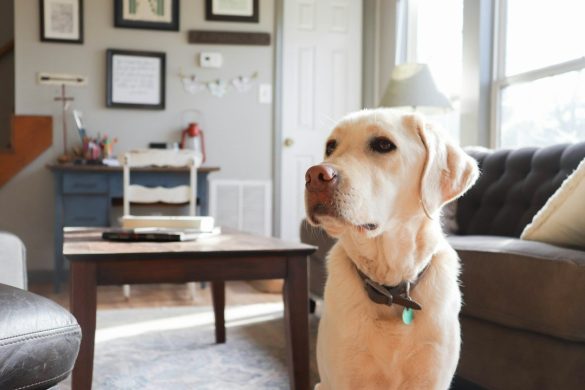 Dog in home living room