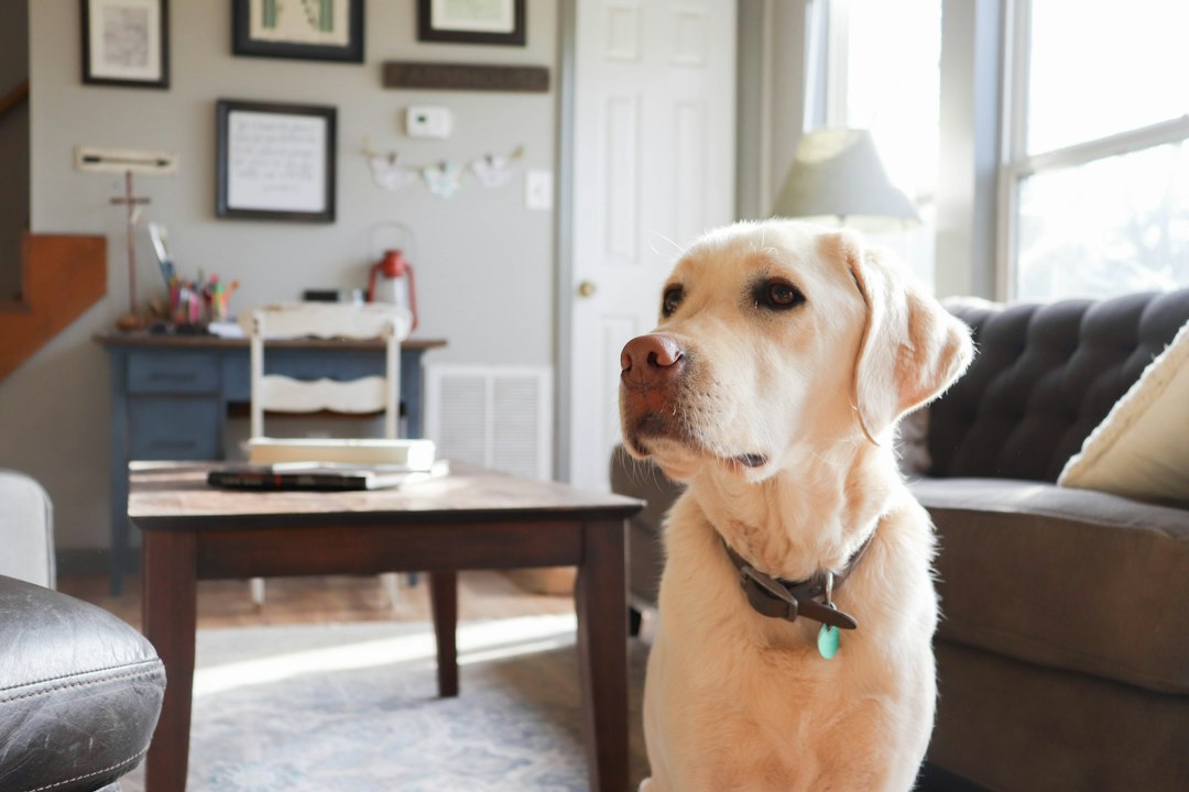 Dog seated in a home living area