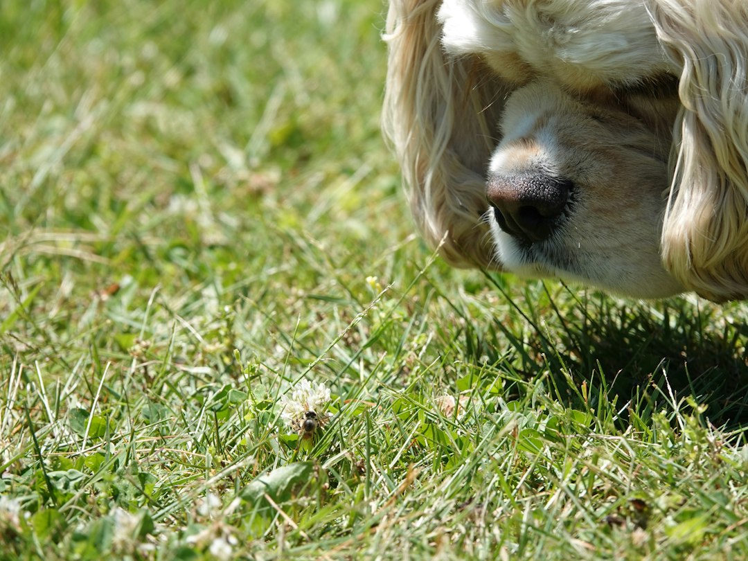 Dog outdoors; reference photograph for route planning