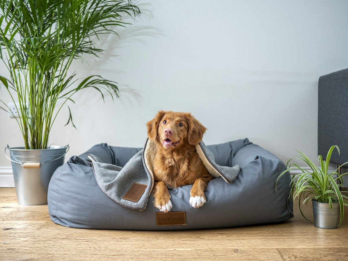 A dog resting in its own bed at home