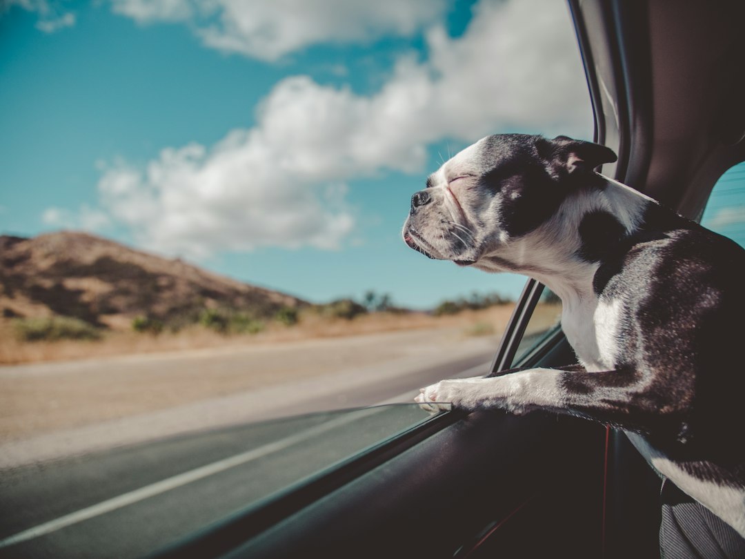Dog sitting by a car window during a trip