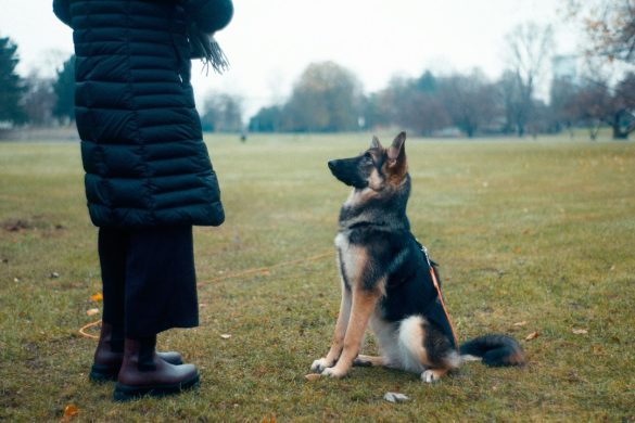 Dog concentrating on outdoor training