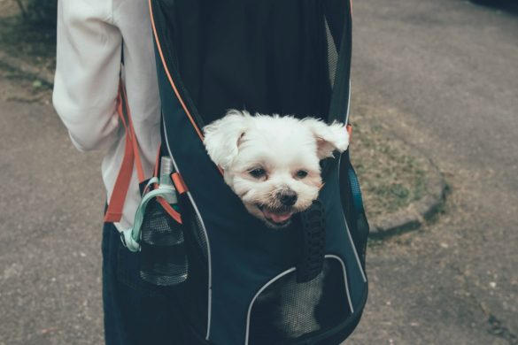 Small dog resting in a travel carrier