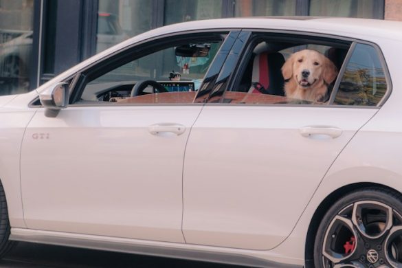 Dog looking out of a car window during a trip