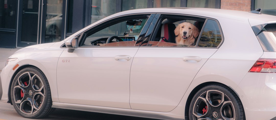 Golden retriever dog looking through a car window during travel