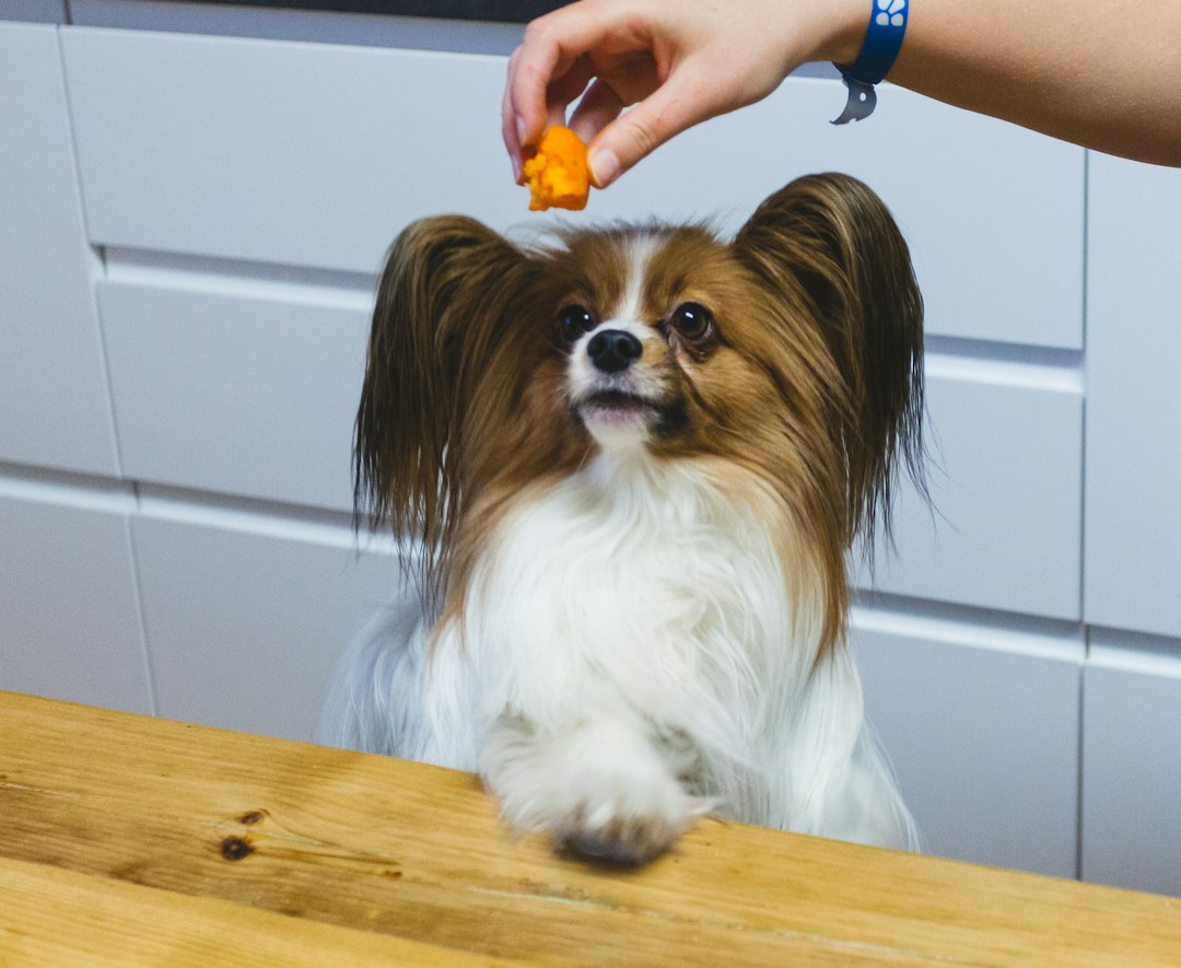 Dog waiting by a feeding setup