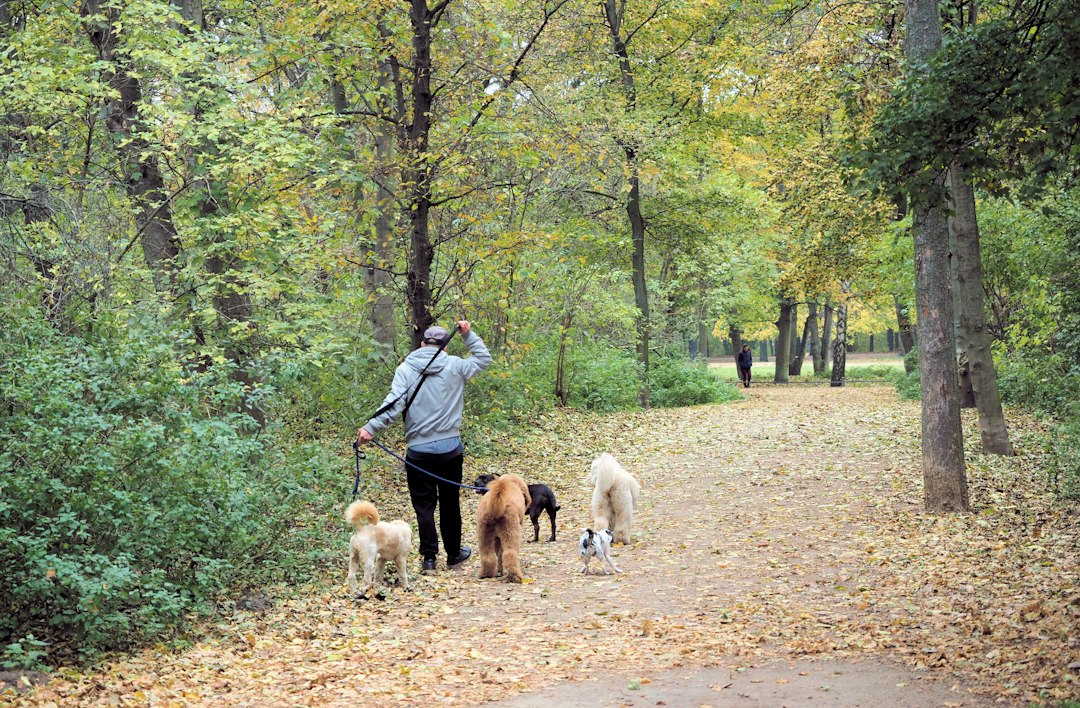 A dog walker leading several dogs along a leaf-covered path