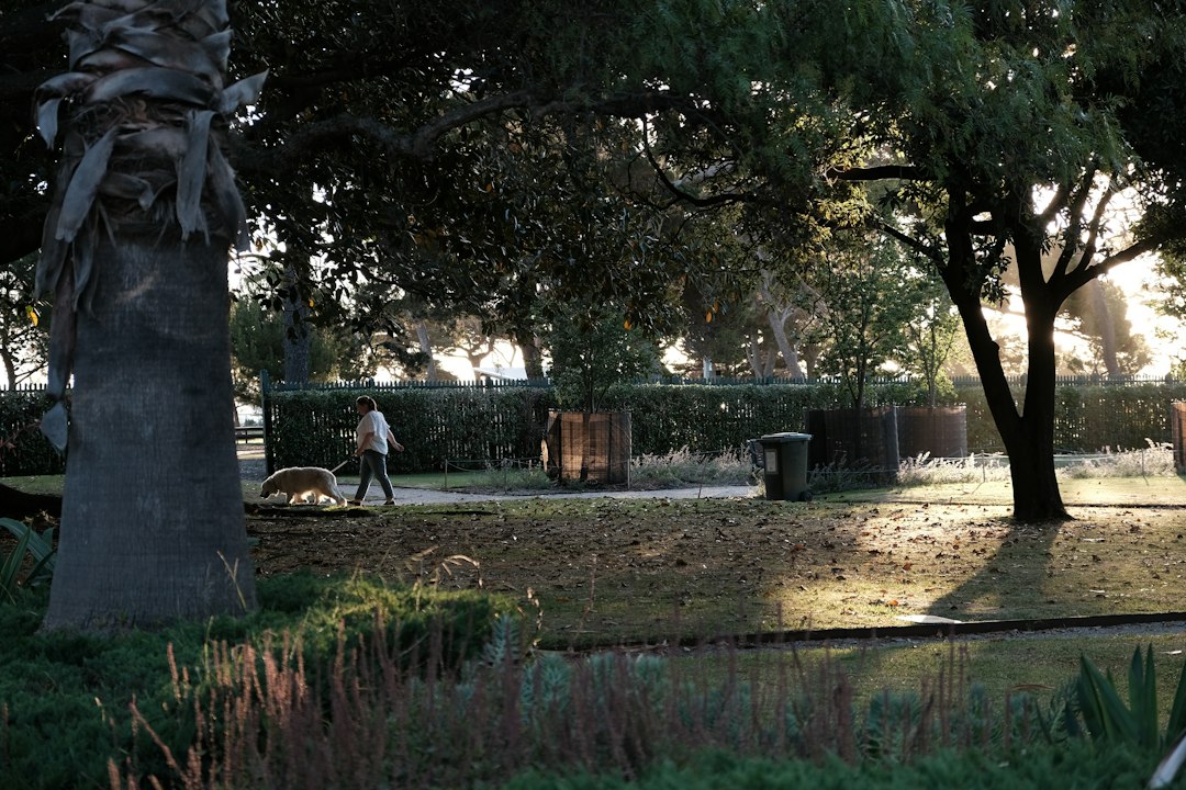 A person walking a dog on a lead through a sunlit park