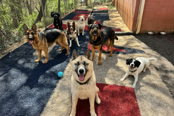 Dogs together in care facility