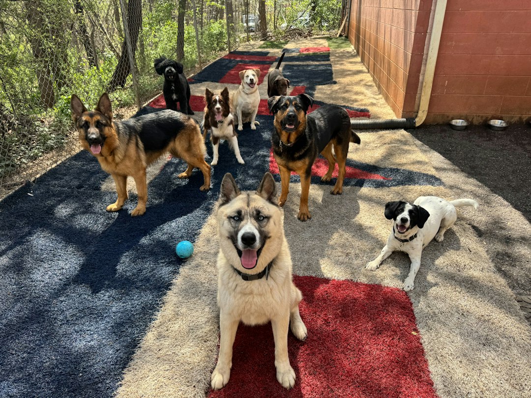 Dogs together at a daycare facility, illustrative photo