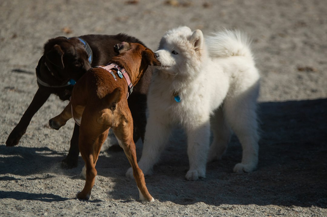 Several dogs calmly meeting outdoors before a care or boarding decision