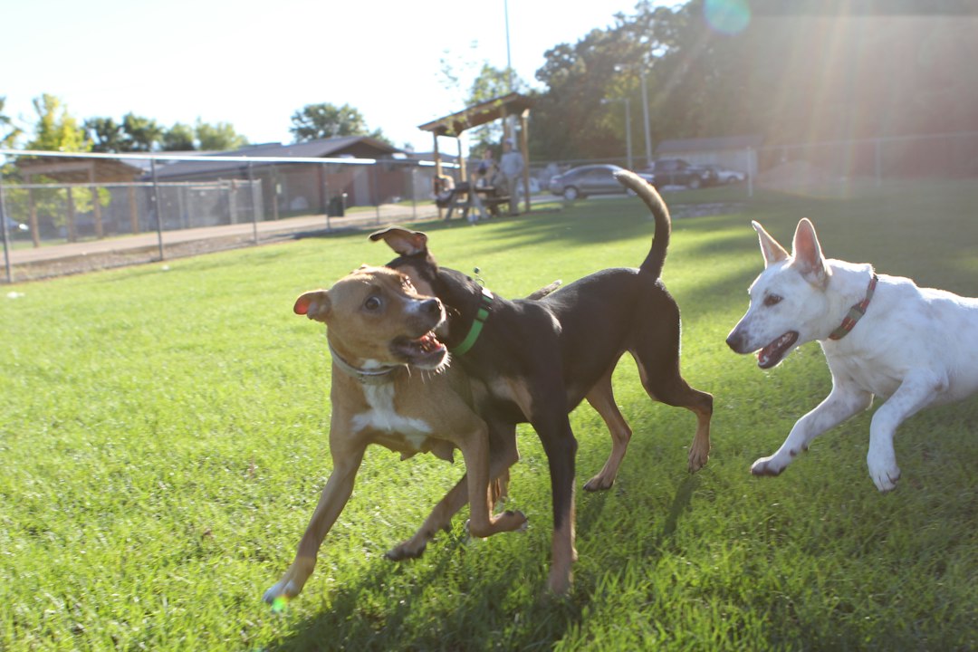 Dogs playing together in a fenced park area