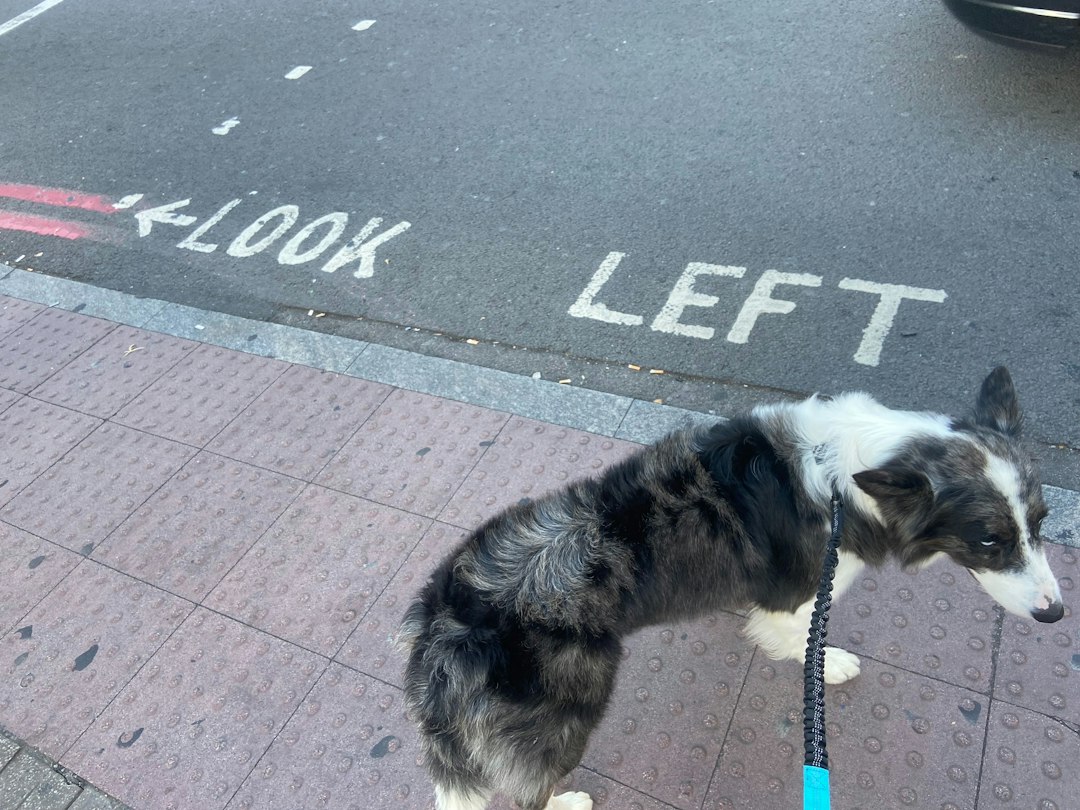 A leashed dog waiting on a city sidewalk near a LOOK LEFT road marking