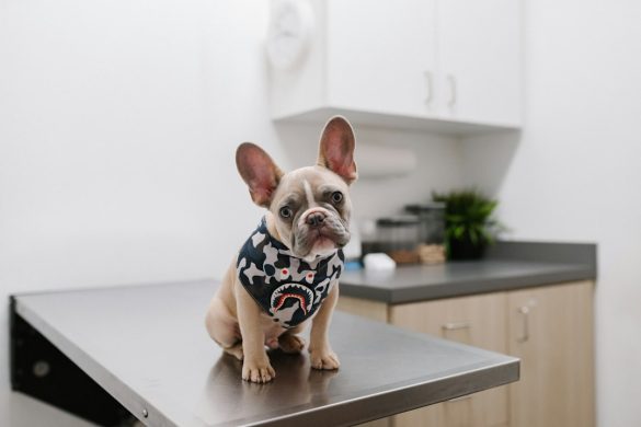 Illustrative pet checkup photo