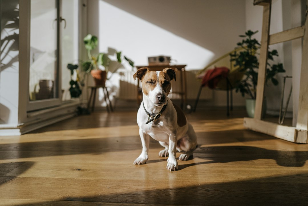 A dog resting calmly at home