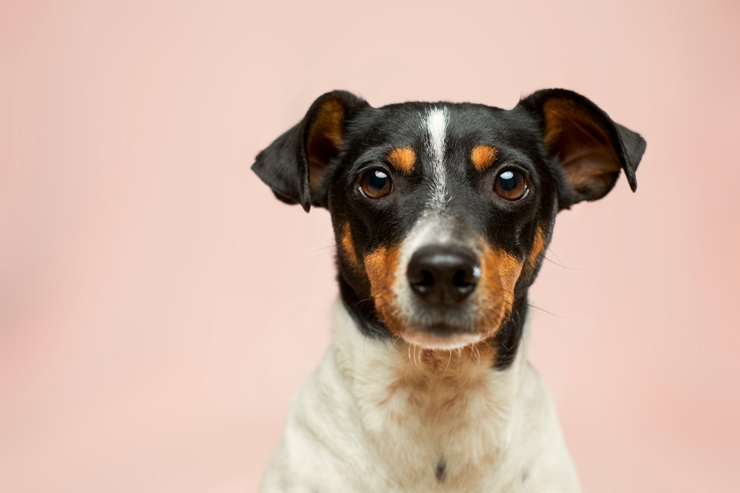 Terrier portrait on a soft pink background — Victor G / Unsplash