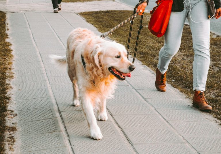 Person walking alongside a golden retriever outdoors