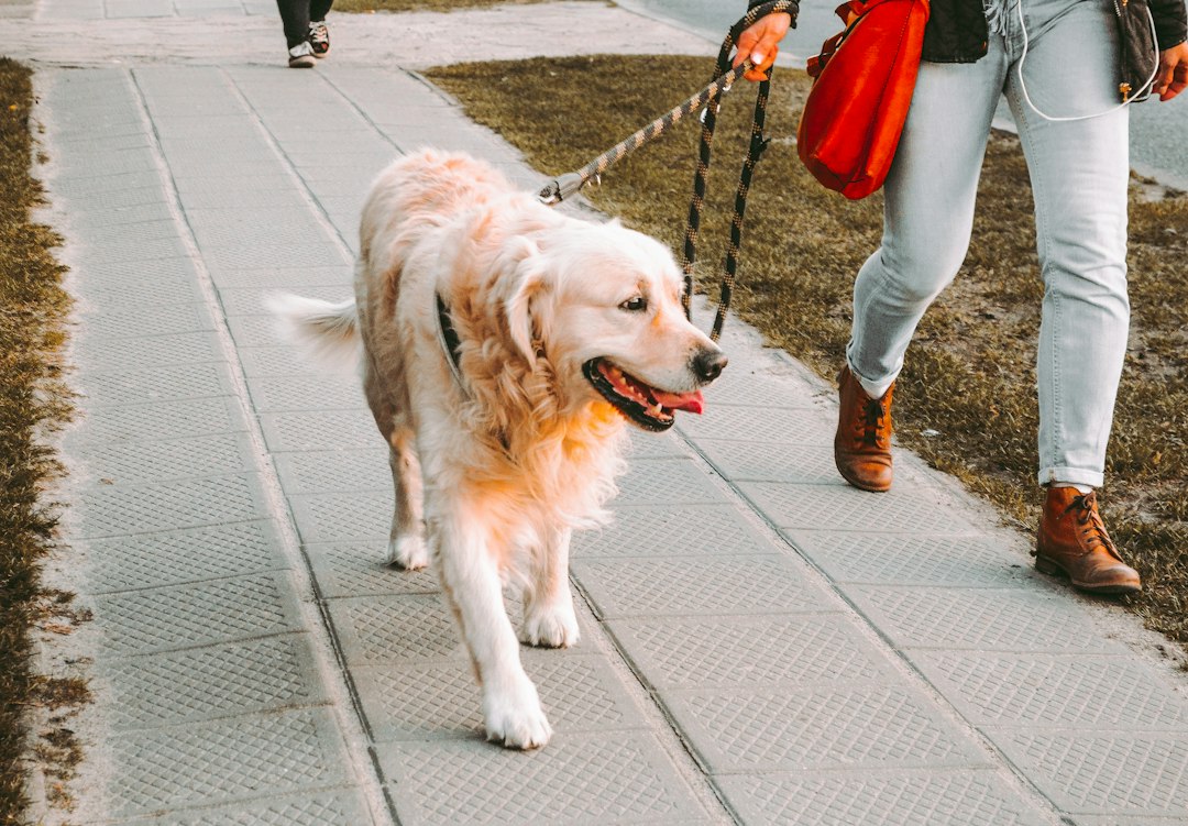 Person walking with a golden retriever along a street